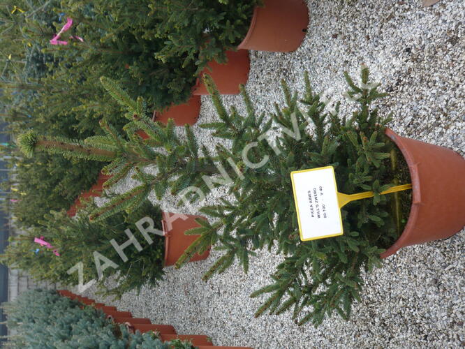 Smrk ztepilý 'Will's Zwerg' - Picea abies 'Will's Zwerg'