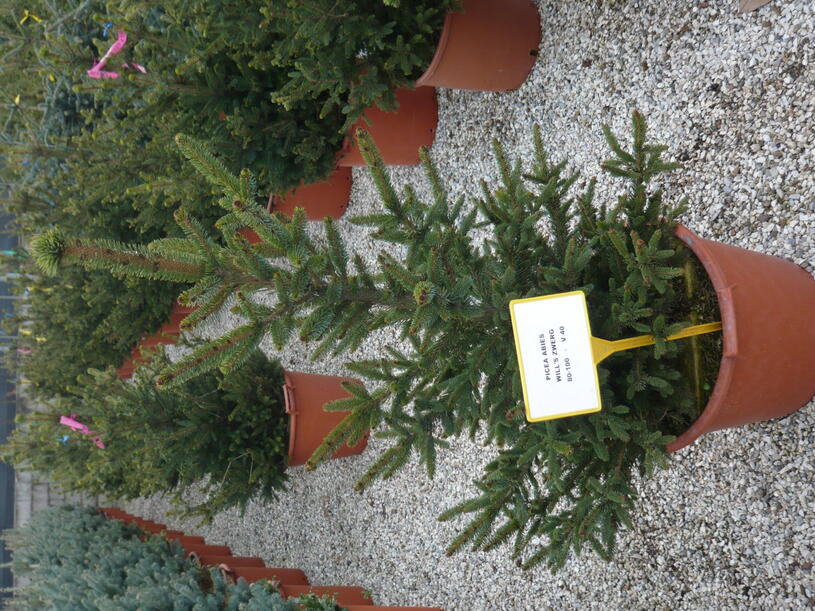 Zahradnictvi-flos.cz: Smrk ztepilý Will s Zwerg - Picea abies Will s Zwerg , Kontejner o objemu 15 litrů velikost 60 - 80 cm