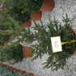 Smrk ztepilý 'Will's Zwerg' - Picea abies 'Will's Zwerg'