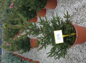 Smrk ztepilý 'Will's Zwerg' - Picea abies 'Will's Zwerg'