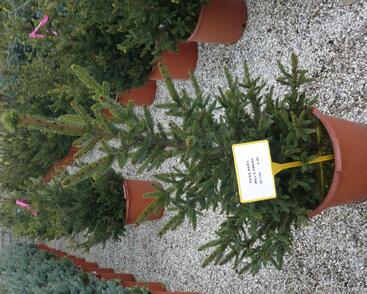 Smrk ztepilý 'Will's Zwerg'