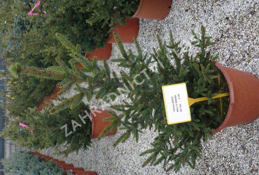 Smrk ztepilý 'Will's Zwerg' - Picea abies 'Will's Zwerg'