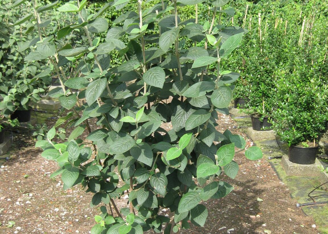 Kalina tušalaj - Viburnum lantana