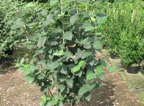 Kalina tušalaj - Viburnum lantana