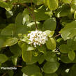 Kalina tušalaj - Viburnum lantana