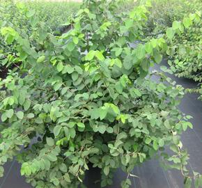 Zimolez obecný - Lonicera xylosteum