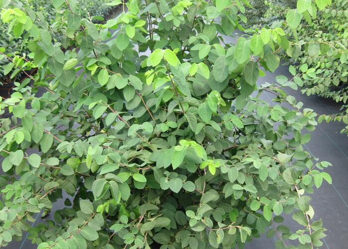Zimolez obecný - Lonicera xylosteum