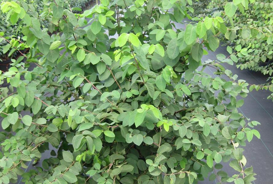 Zimolez obecný - Lonicera xylosteum