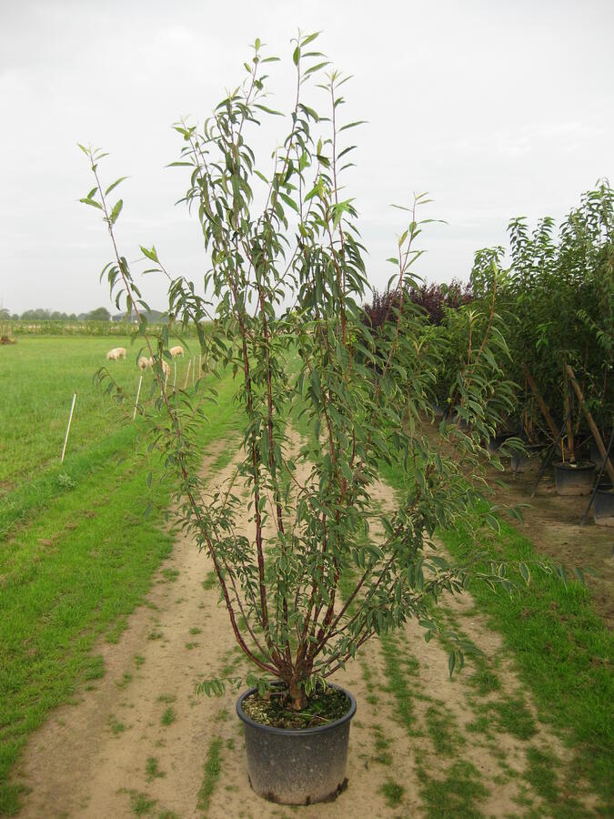 Višeň tibetská - Prunus serrula