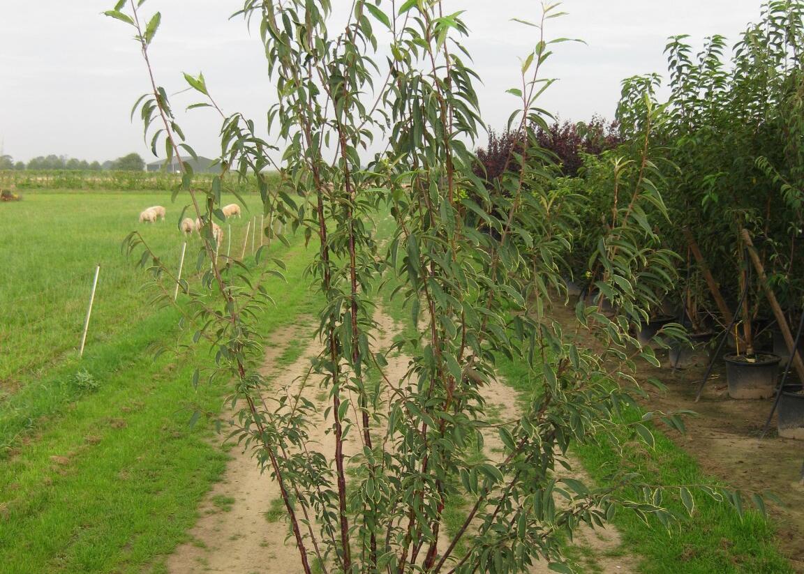 Višeň tibetská - Prunus serrula