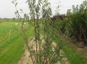 Višeň tibetská - Prunus serrula