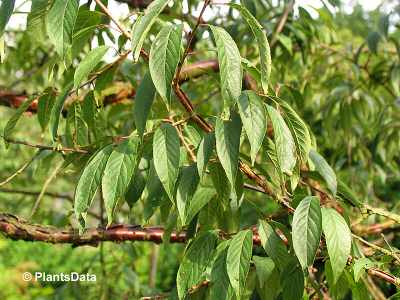 Višeň tibetská - Prunus serrula