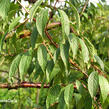 Višeň tibetská - Prunus serrula