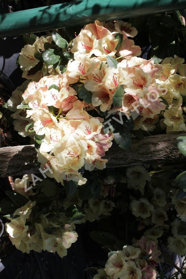 Pěnišník 'Viscy' - Rhododendron (T) 'Viscy'