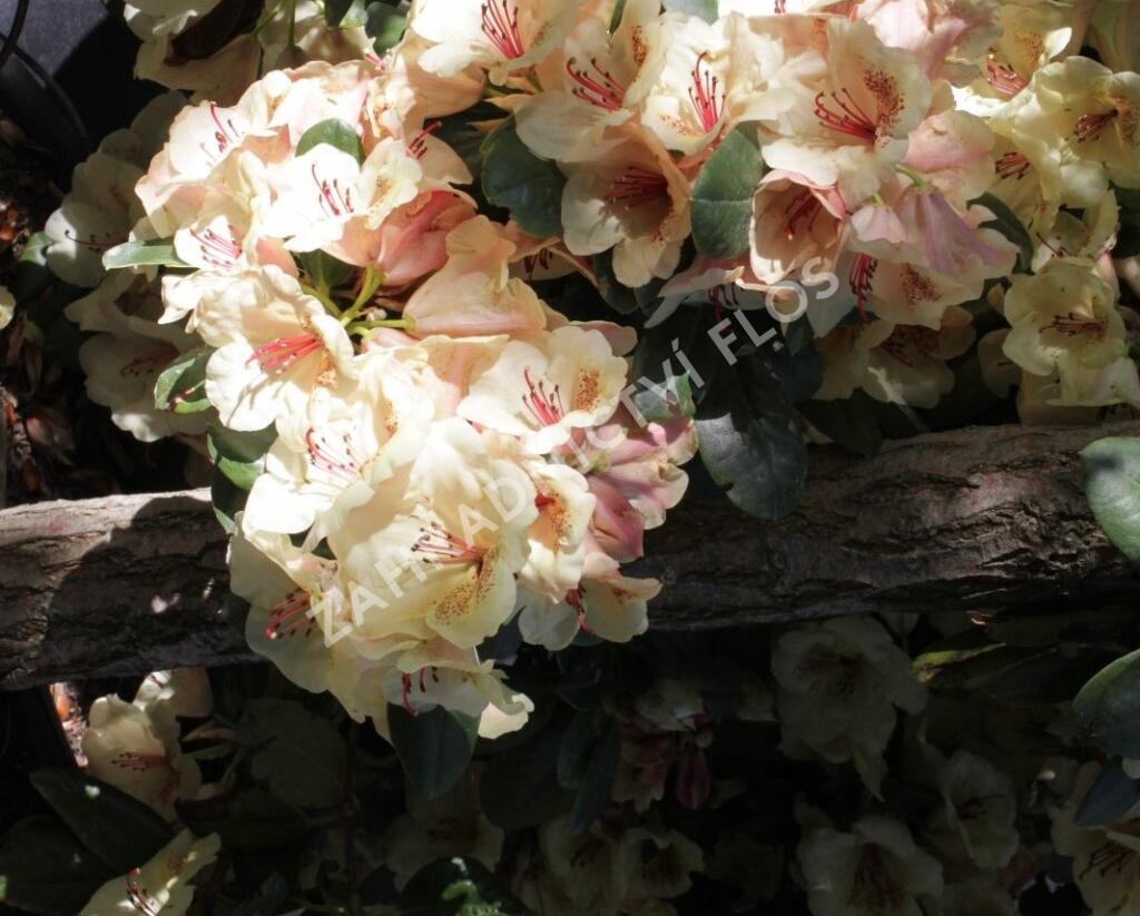 Pěnišník 'Viscy' - Rhododendron (T) 'Viscy'