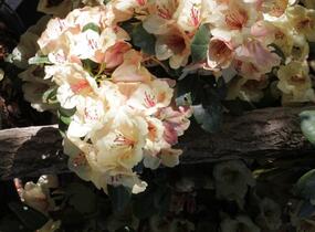 Pěnišník 'Viscy' - Rhododendron (T) 'Viscy'