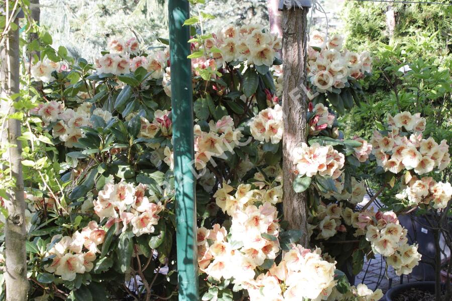 Pěnišník 'Viscy' - Rhododendron (T) 'Viscy'