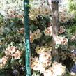 Pěnišník 'Viscy' - Rhododendron (T) 'Viscy'