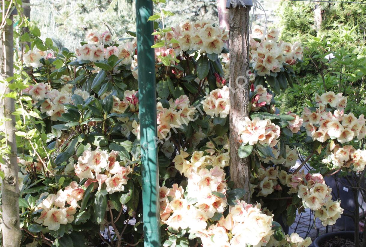Pěnišník 'Viscy' - Rhododendron (T) 'Viscy'