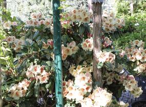Pěnišník 'Viscy' - Rhododendron (T) 'Viscy'