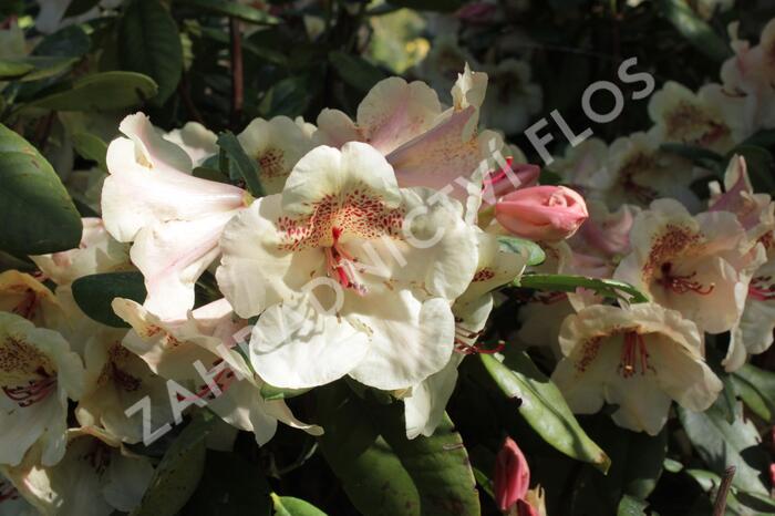 Pěnišník 'Viscy' - Rhododendron (T) 'Viscy'