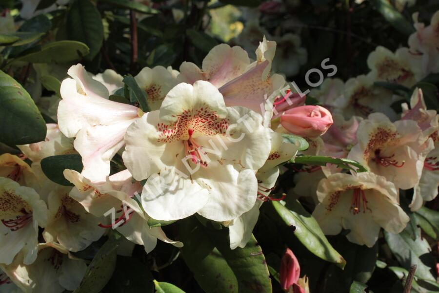 Pěnišník 'Viscy' - Rhododendron (T) 'Viscy'