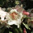 Pěnišník 'Viscy' - Rhododendron (T) 'Viscy'