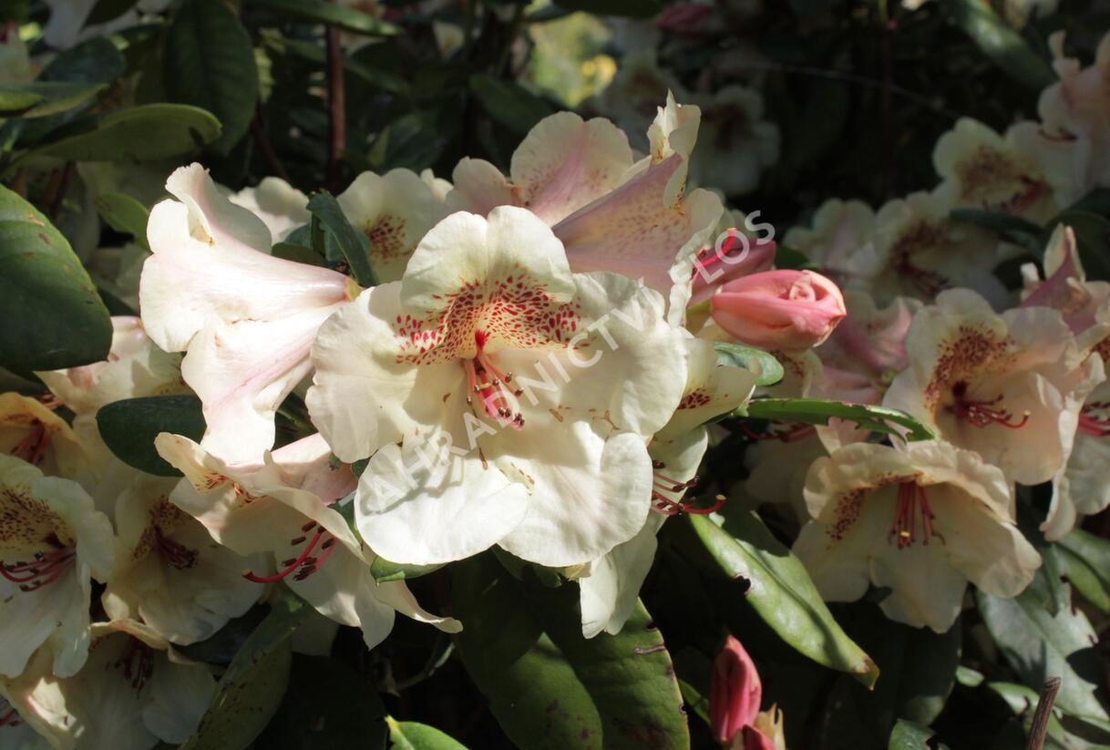 Pěnišník 'Viscy' - Rhododendron (T) 'Viscy'