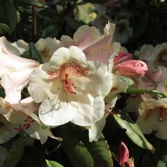 Pěnišník 'Viscy' - Rhododendron (T) 'Viscy'