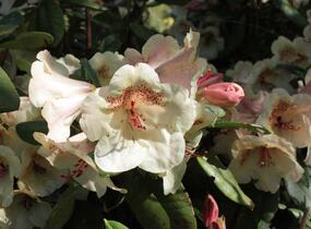 Pěnišník 'Viscy' - Rhododendron (T) 'Viscy'