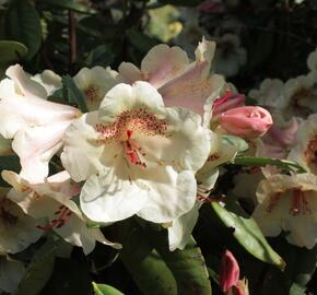 Pěnišník 'Viscy' - Rhododendron (T) 'Viscy'