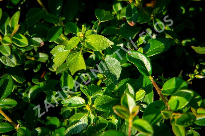 Skalník 'Jürgl' - Cotoneaster x suecicus 'Jürgl'