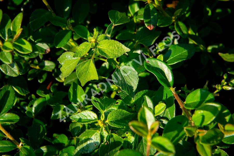 Skalník 'Jürgl' - Cotoneaster x suecicus 'Jürgl'