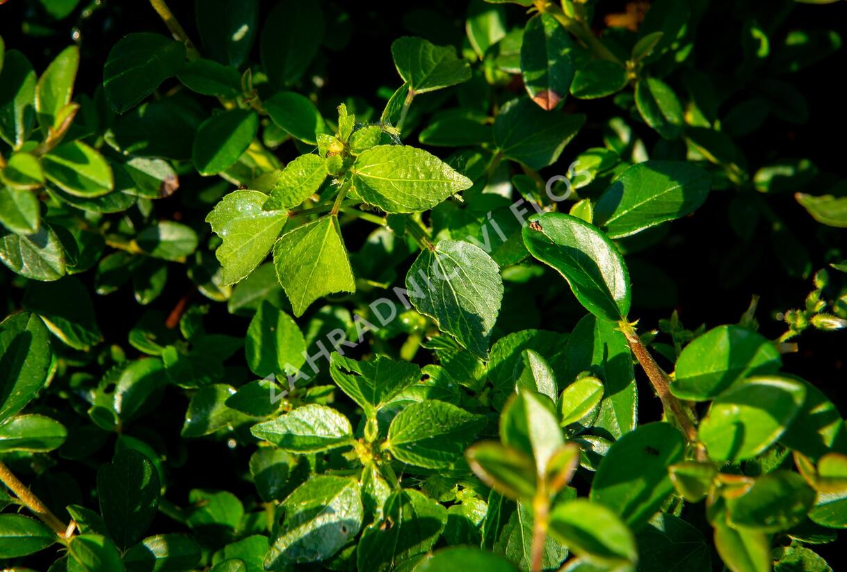 Skalník 'Jürgl' - Cotoneaster x suecicus 'Jürgl'