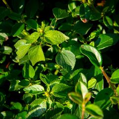 Skalník 'Jürgl' - Cotoneaster x suecicus 'Jürgl'