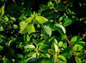 Skalník 'Jürgl' - Cotoneaster x suecicus 'Jürgl'