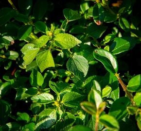 Skalník 'Jürgl' - Cotoneaster x suecicus 'Jürgl'