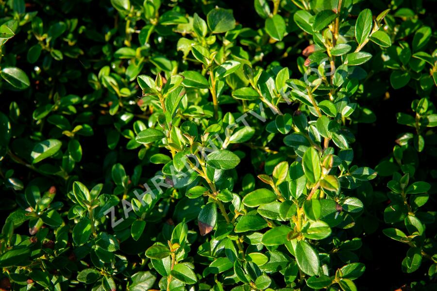 Skalník 'Jürgl' - Cotoneaster x suecicus 'Jürgl'