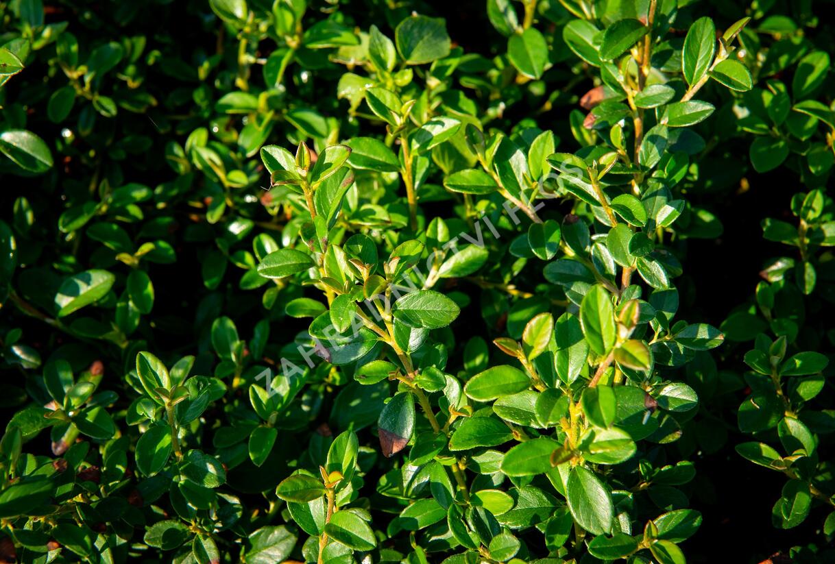 Skalník 'Jürgl' - Cotoneaster x suecicus 'Jürgl'