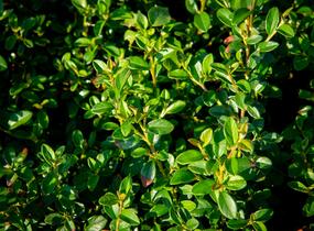 Skalník 'Jürgl' - Cotoneaster x suecicus 'Jürgl'
