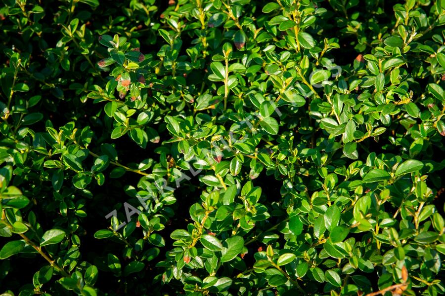 Skalník 'Jürgl' - Cotoneaster x suecicus 'Jürgl'