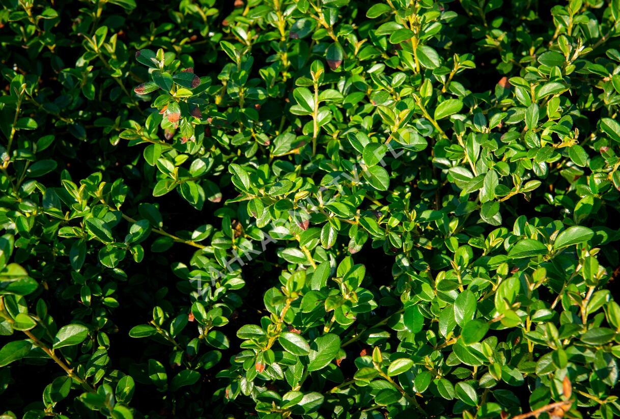 Skalník 'Jürgl' - Cotoneaster x suecicus 'Jürgl'