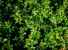 Skalník 'Jürgl' - Cotoneaster x suecicus 'Jürgl'