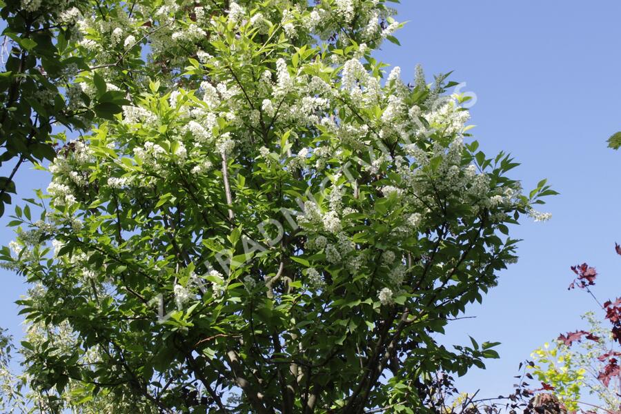Střemcha obecná 'Nana' - Prunus padus 'Nana'