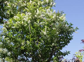 Střemcha obecná 'Nana' - Prunus padus 'Nana'