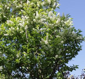 Střemcha obecná 'Nana' - Prunus padus 'Nana'