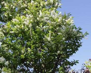 Střemcha obecná 'Nana'