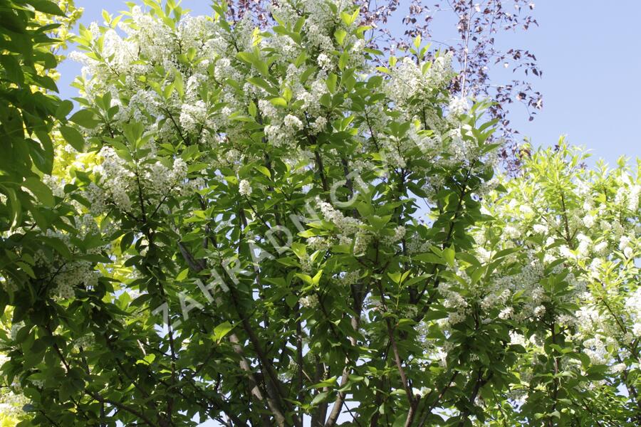 Střemcha obecná 'Nana' - Prunus padus 'Nana'
