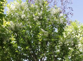Střemcha obecná 'Nana' - Prunus padus 'Nana'