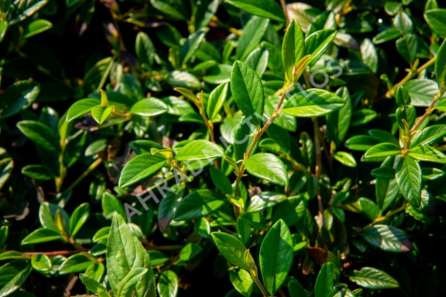 Skalník vrbolistý 'Bella' - Cotoneaster salicifolius 'Bella'